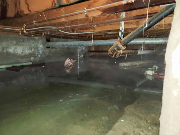 Best Local water damage restoration  in Fenton, MO