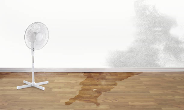 Best Ceiling water damage repair  in Fenton, MO